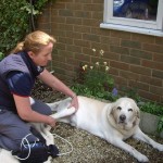 Canine physiotherapy