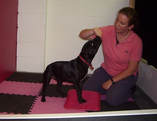 Dog Physiotherapy Assessment