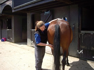 Animal Physio for Equines