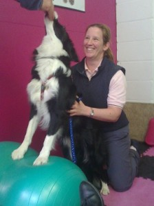 canine physiotherapy 