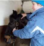 Equine Physio during BoxRest