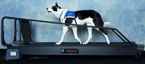 rugger-treadmill