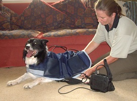 animal physiotherapy for dogs