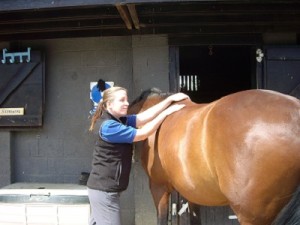Animal Physio for Equines