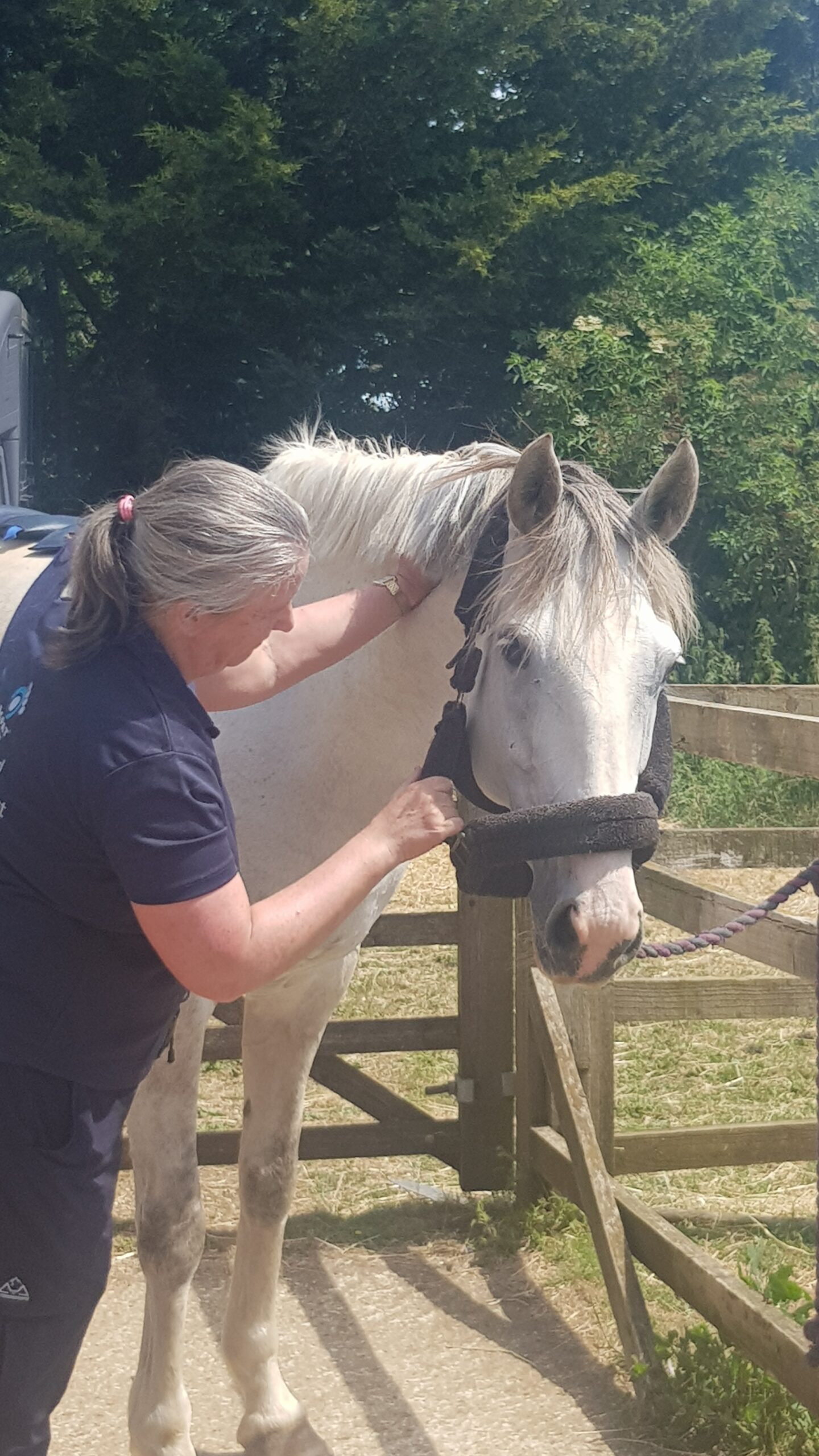 Horse Physio